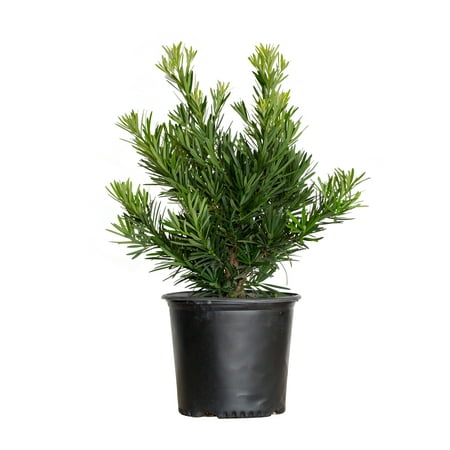 Dverg Podocarpus barlind