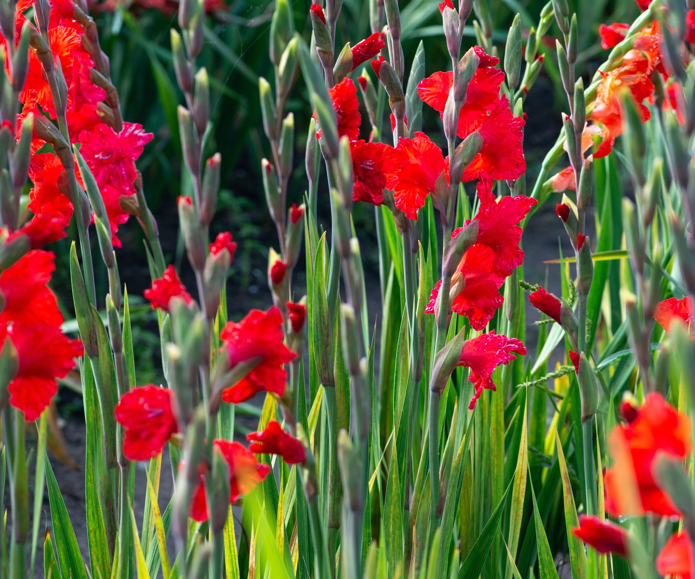 Gladioler, overvintringsmøre løker