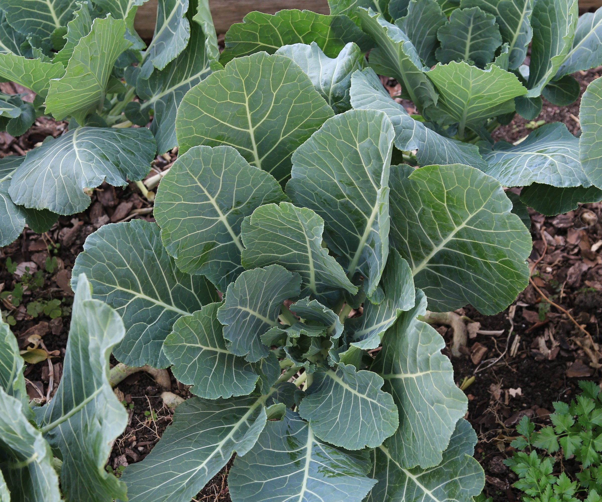 Collard Green plante i en grønnsakshage