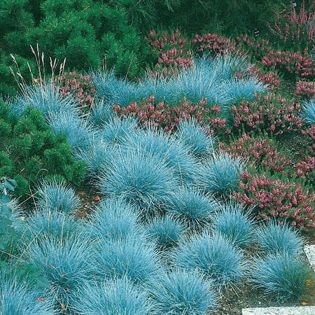 Elijah Blue Fescue Grass - Hardfør - Festuca - Live Plannt - Quart Pot