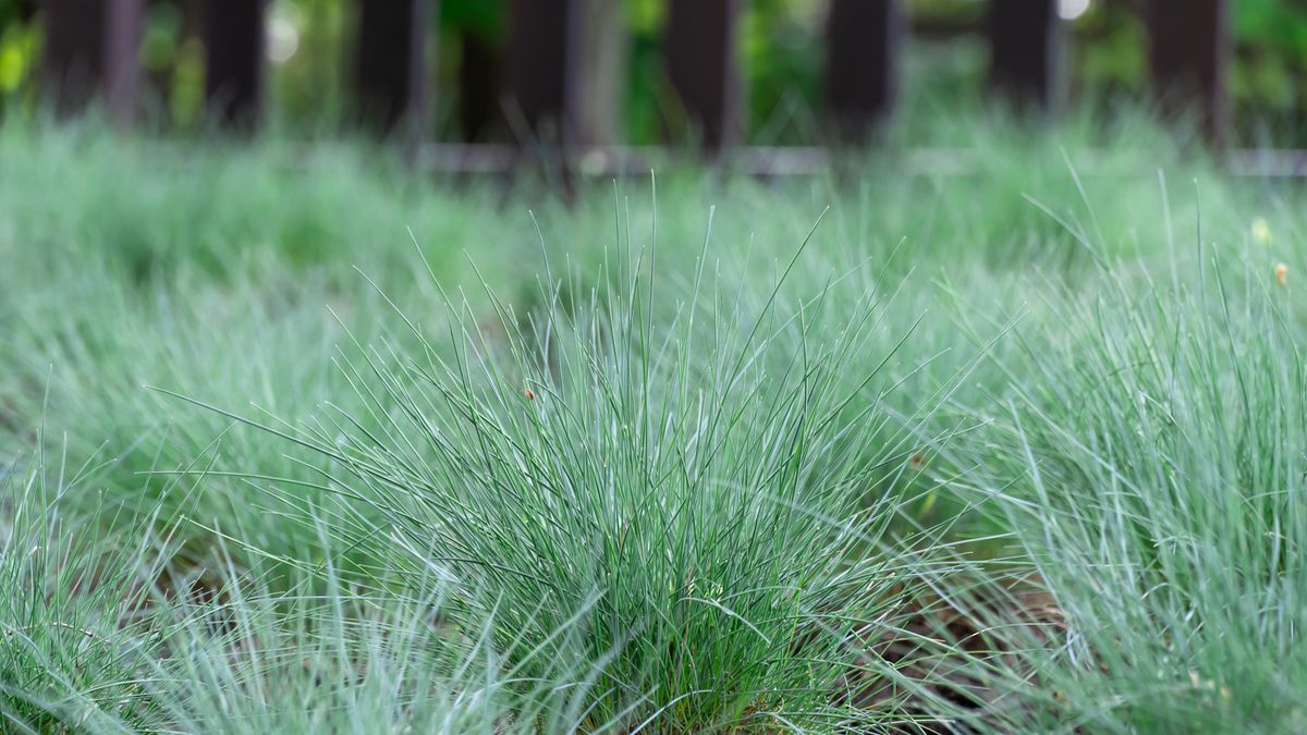 Hvordan dyrke blåsvingelgress – for en uvanlig plante med slående blå kniver