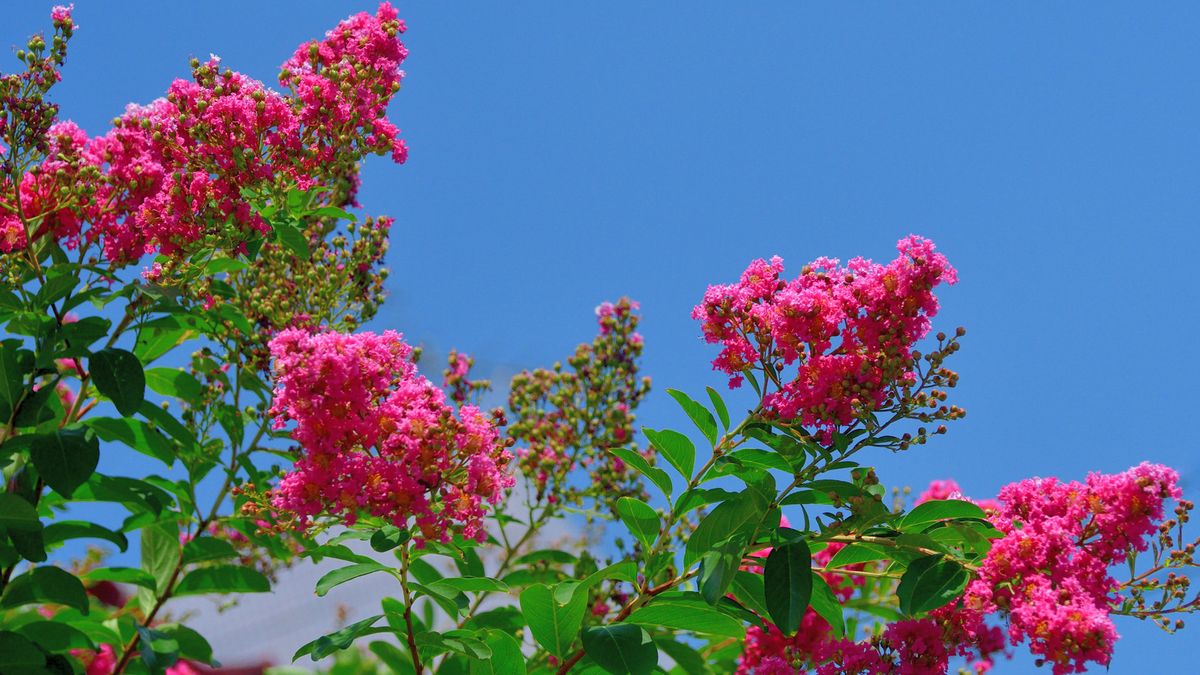 Hvordan vinterisere crepe myrtle – eksperter deler strategier for å beskytte disse blomstrende favorittene mot kaldt vær