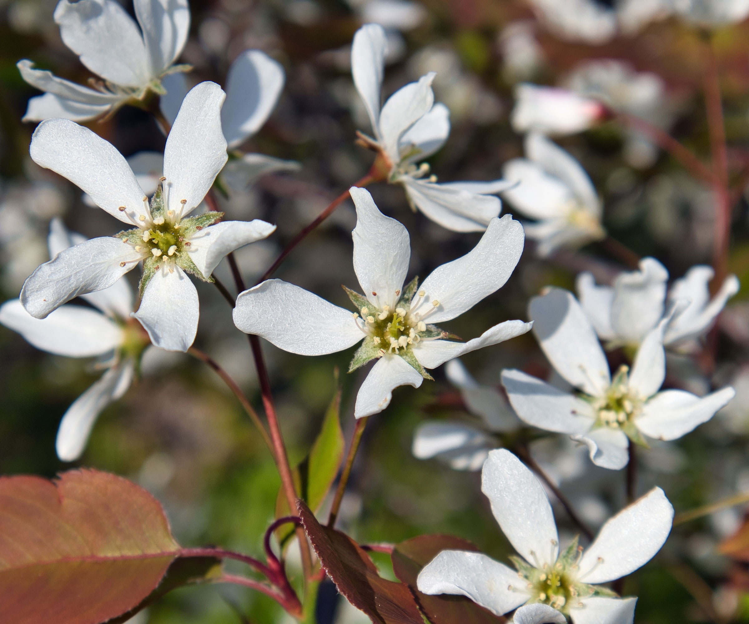 hvite blomster av servicebær (Amelanchier laevis)