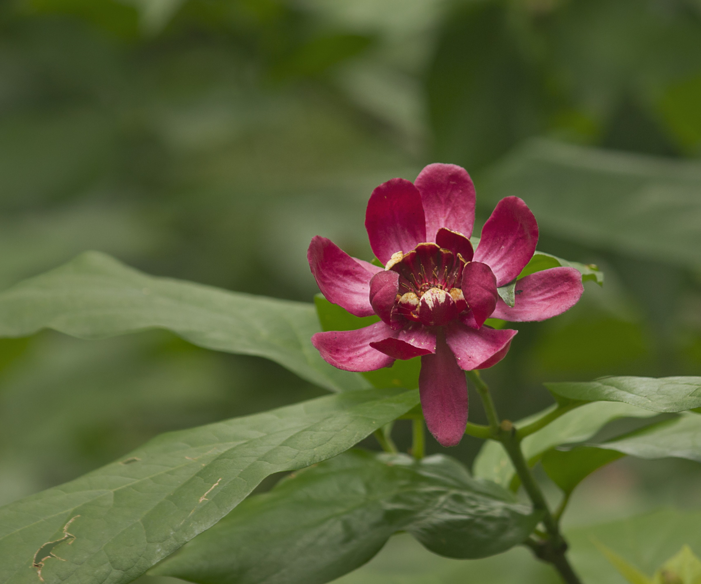 Calycanthus blomstrende med rød åpen blomst og grønt løvverk
