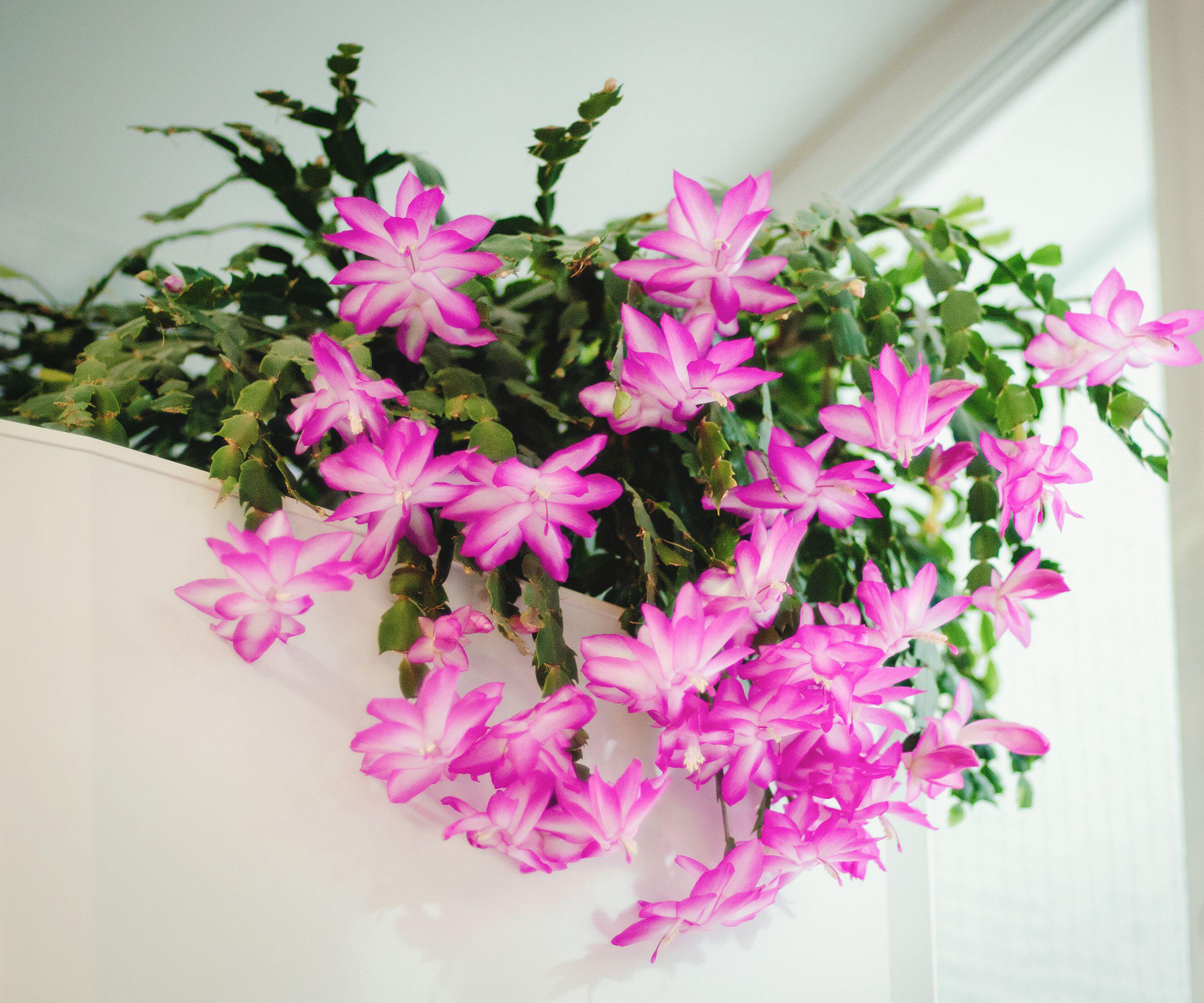Julekaktus med rosa blomster