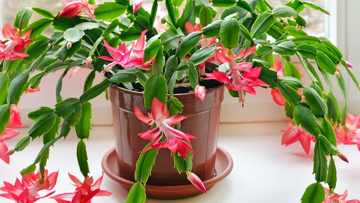Julekaktusfeil – 5 vanlige plantepleiefeil å unngå