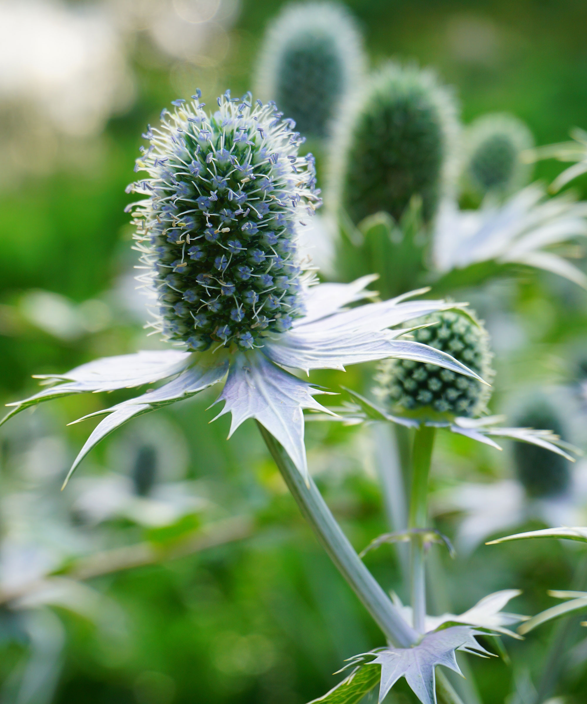 Eryngium giganteum blomstrende i blandet kant