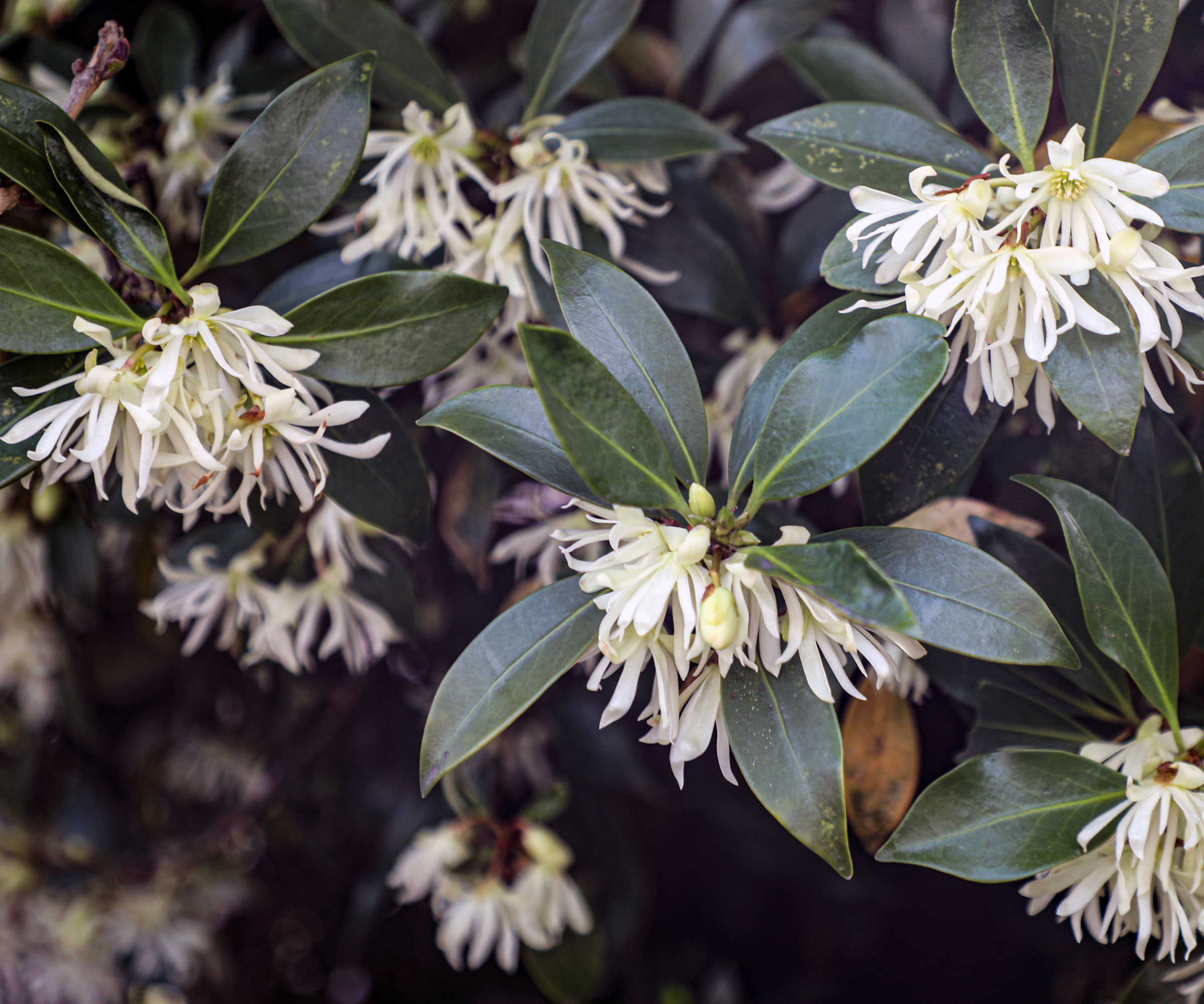 blomstrende Harlequin glory bower tree