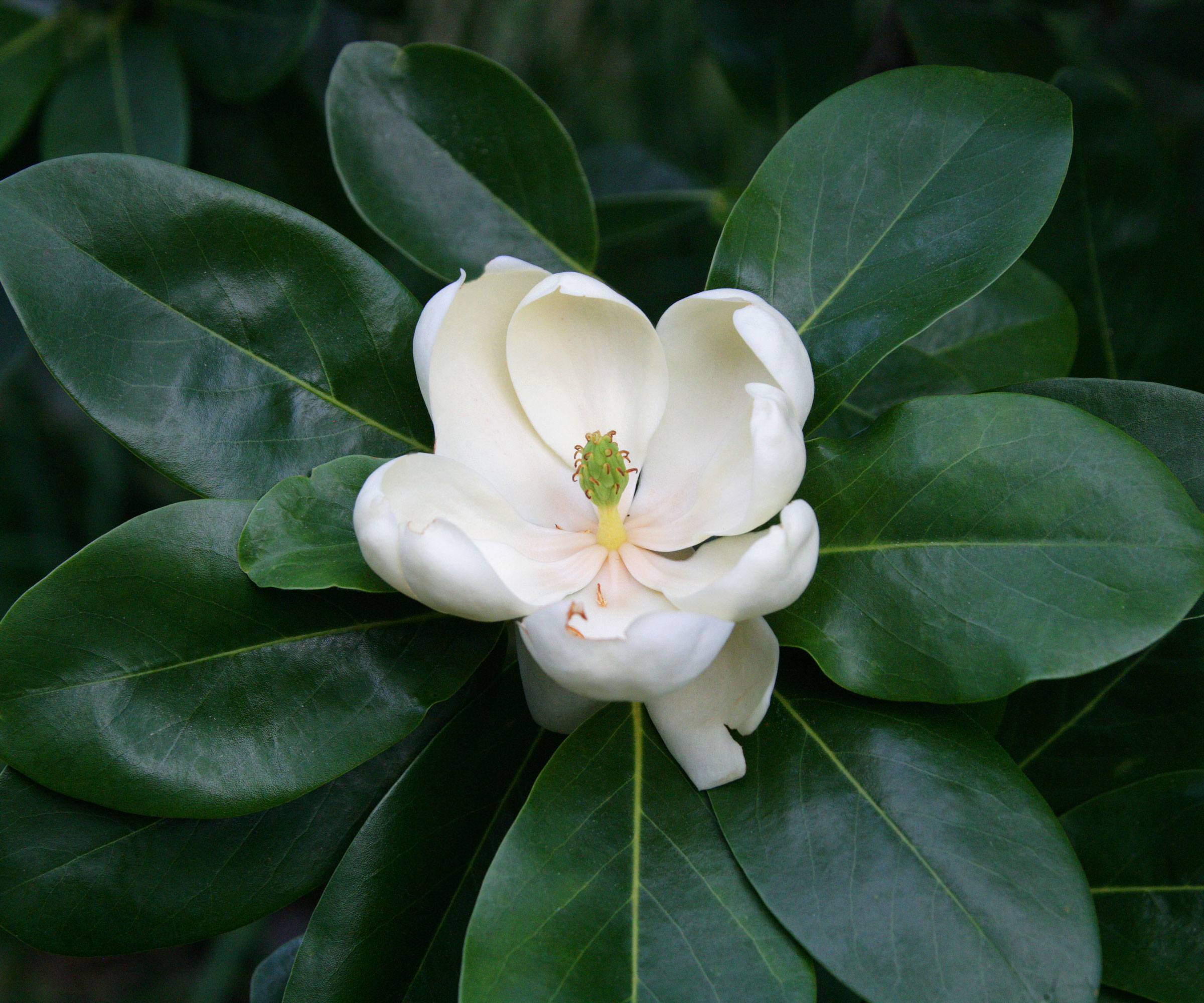 hvit blomst av Magnolia virginiana (sweet bay magnolia)