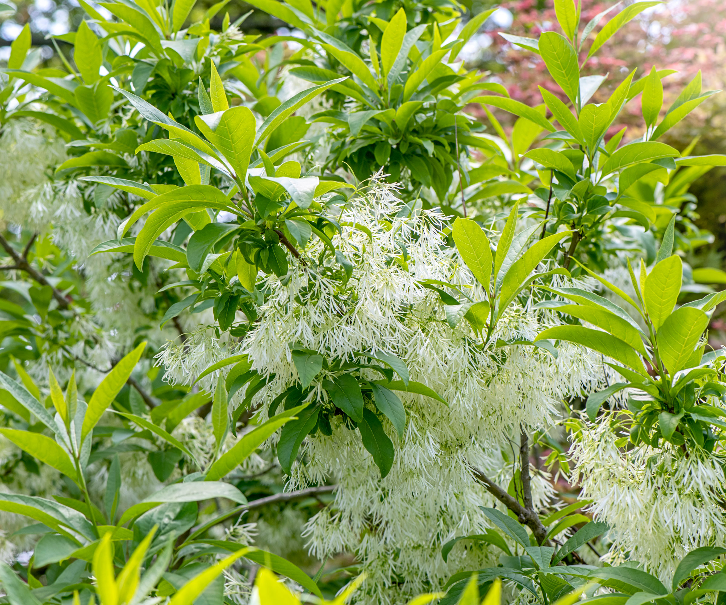 utkanttre (Chionanthus virginicus)