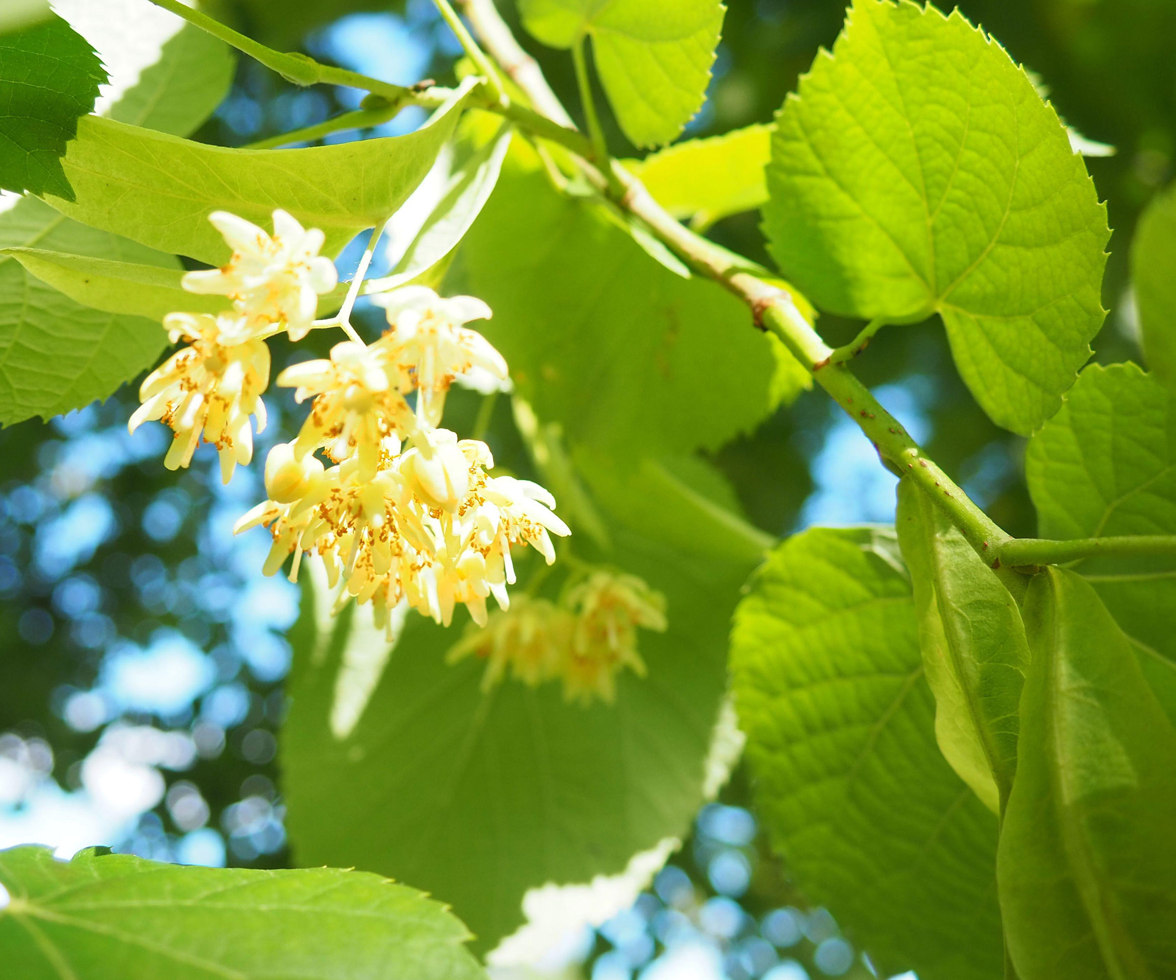 blomstrende amerikansk lindetre