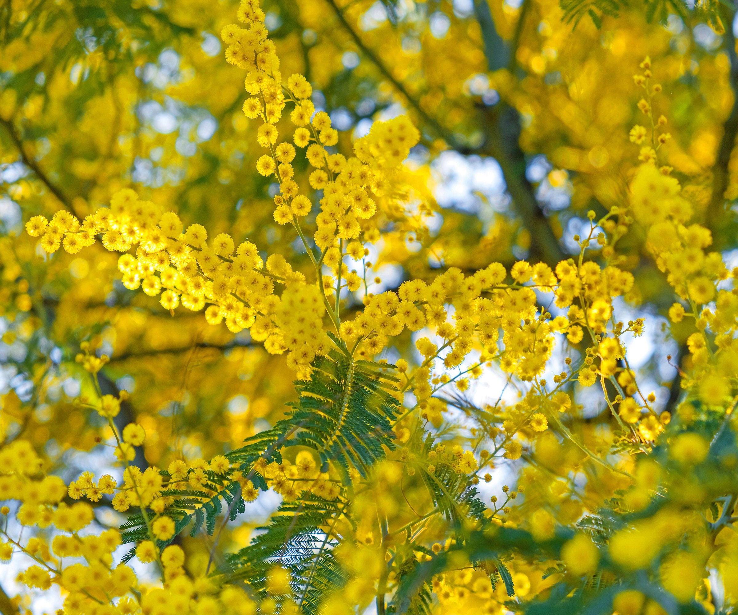 Mimosa tre for skygge