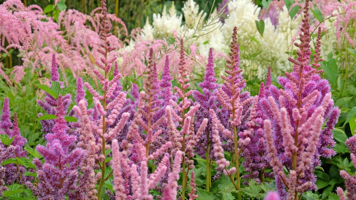 Bør du kutte ned astilbe om høsten eller vinteren? Ekspertbeskjæringsråd for disse populære blomstrende staudene