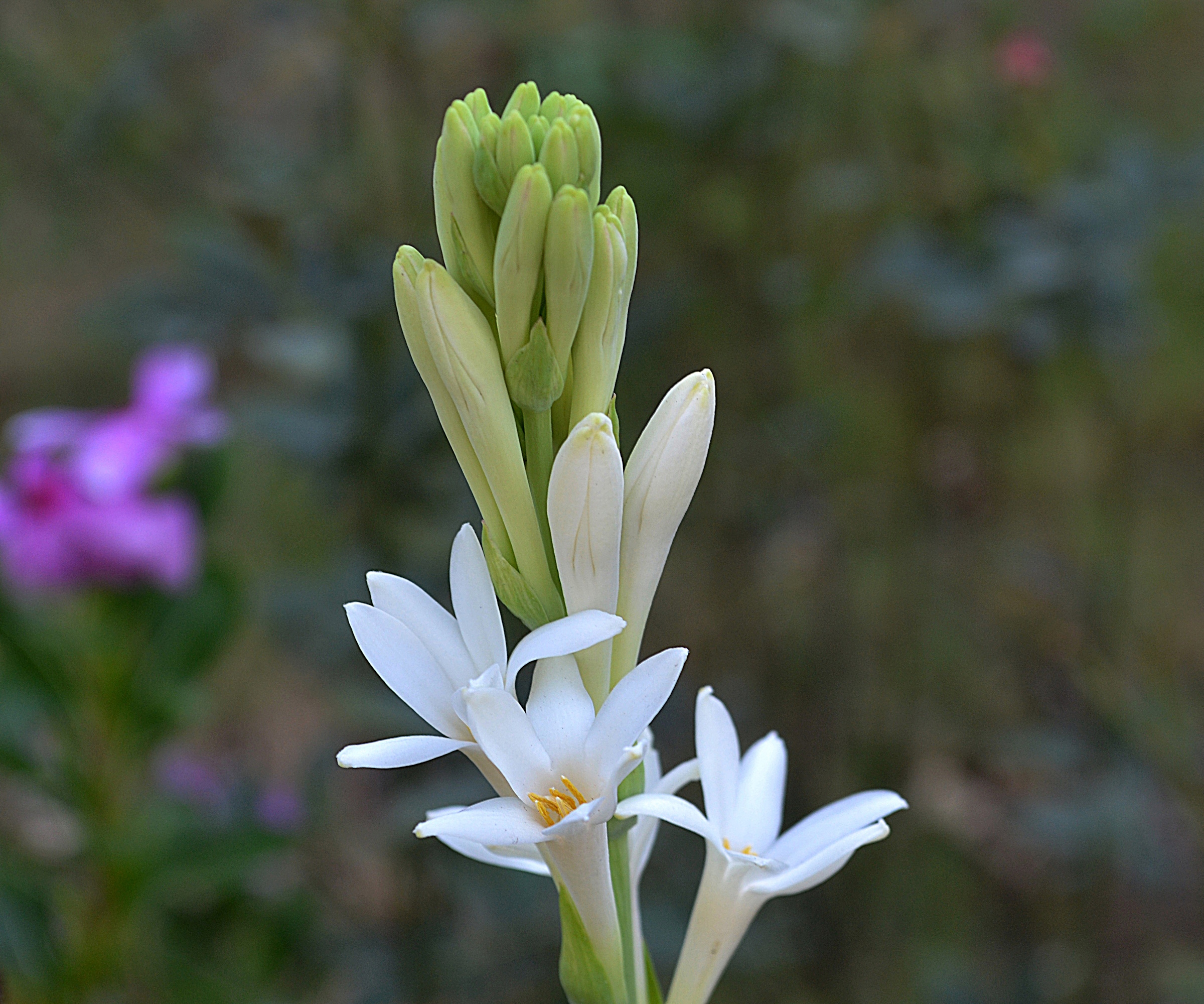 Hvit tuberoseblomst
