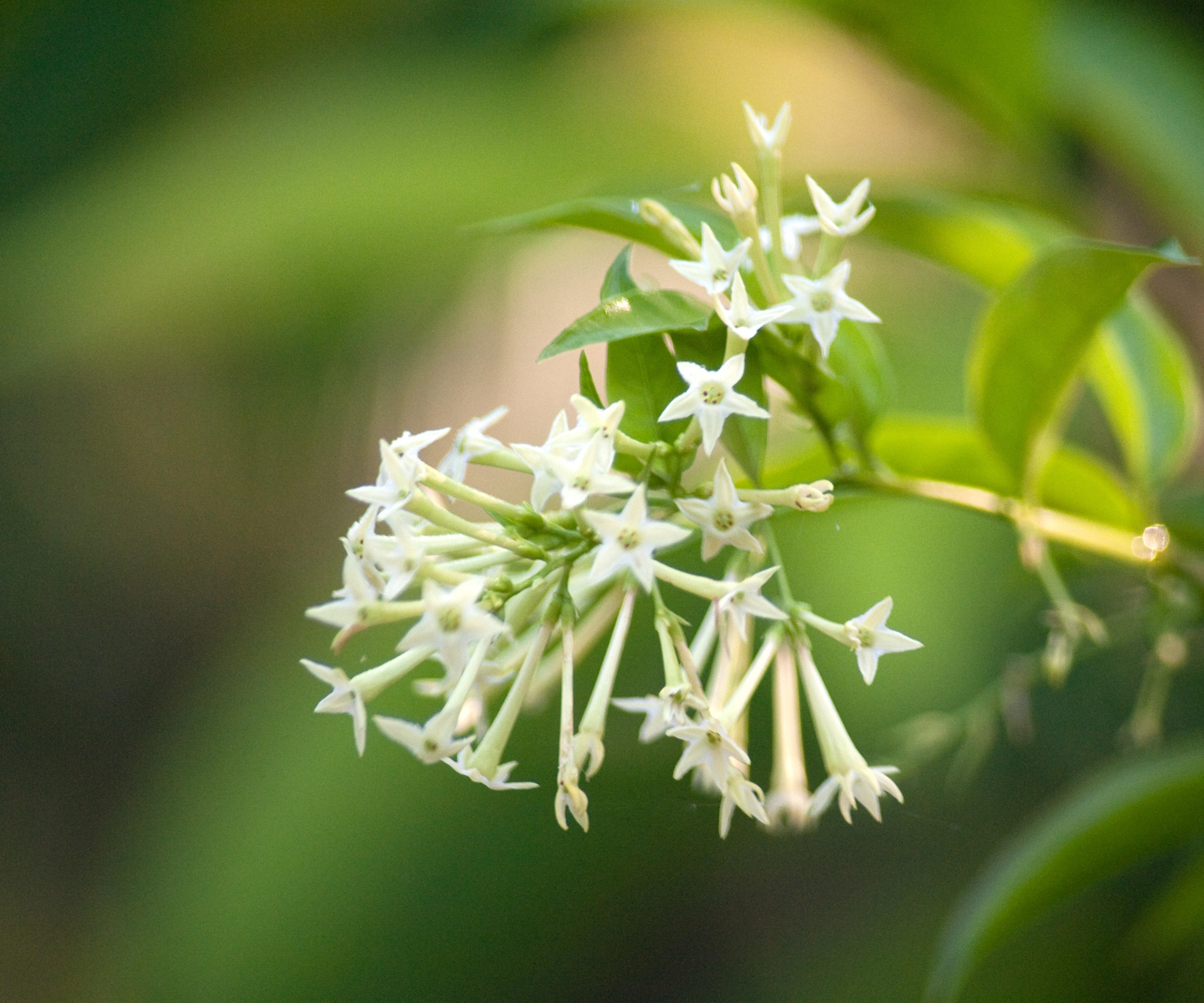 Nattblomstrende sjasmin, Cestrum nocturnum