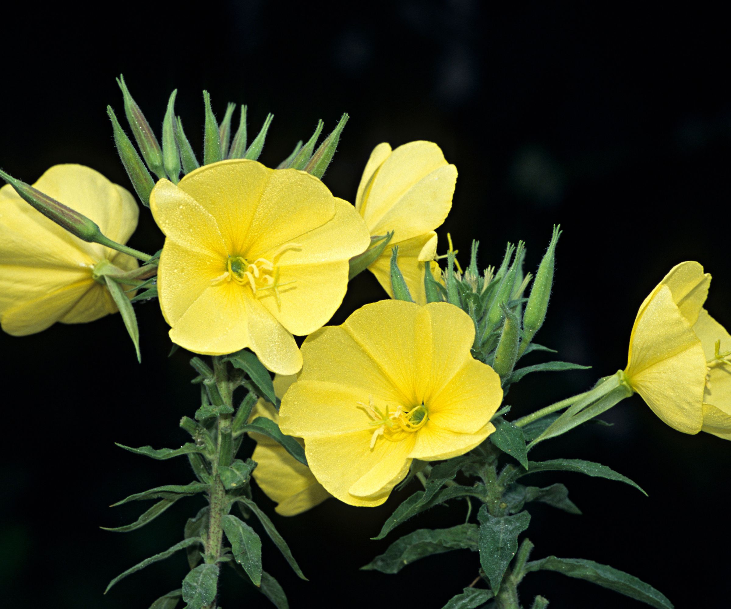 Primrose, Oenothera biennis