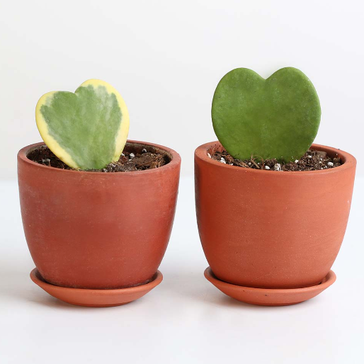 to hoya kerri planter i terrakottapotter