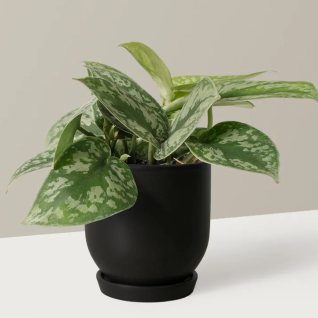 en beis pothos plante i en svart potte