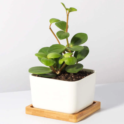 en Peperomia Hope 'Trailing Jade'-plante i en firkantet hvit potte
