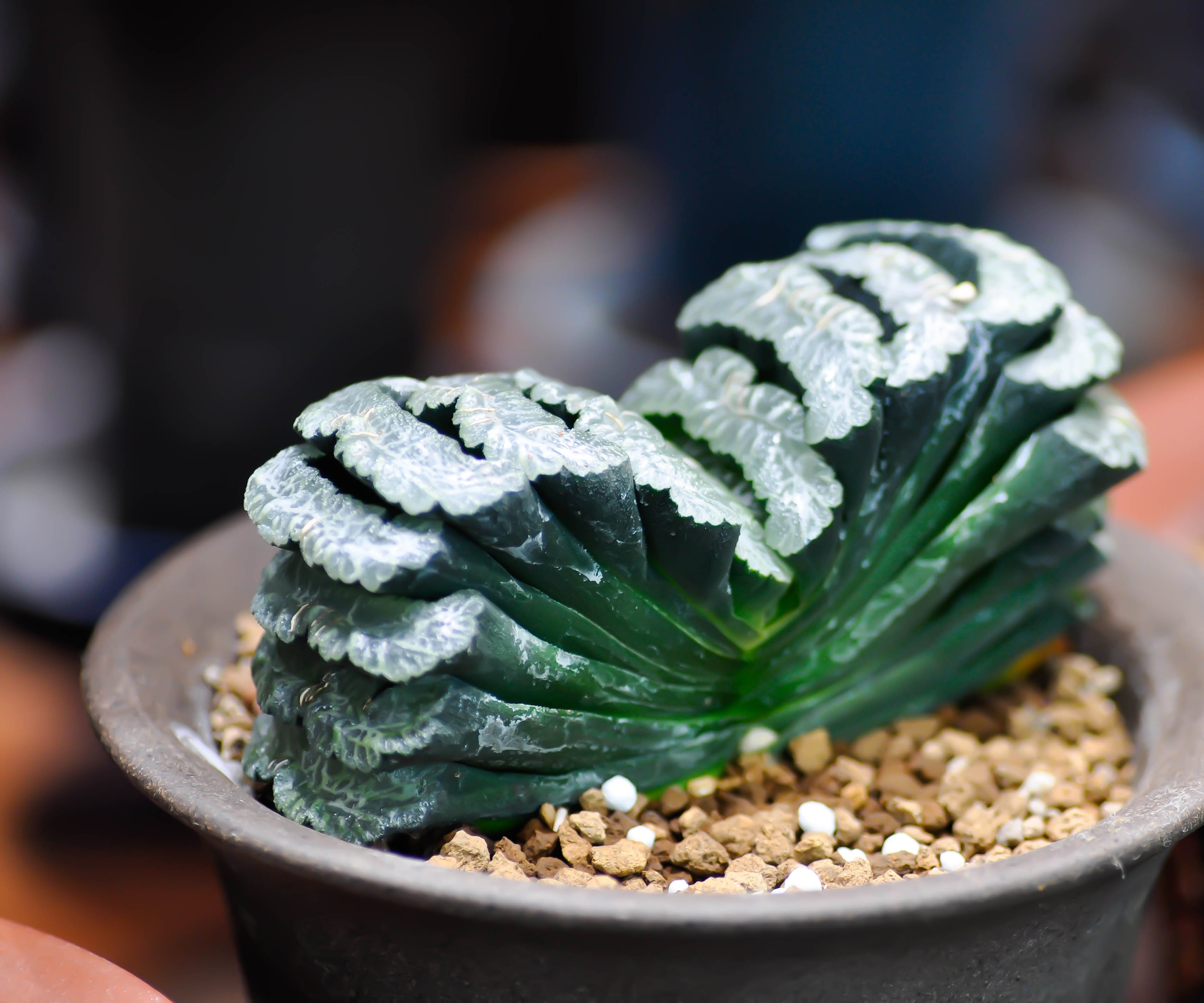 Haworthia truncata i blomsterpotten