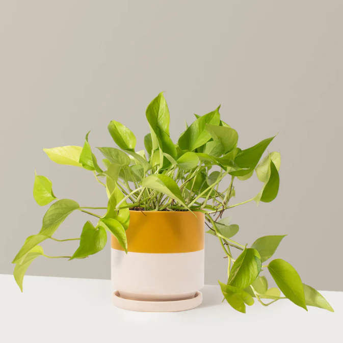 en neon pothos-plante i en leken, tofarget fargeplantekasse