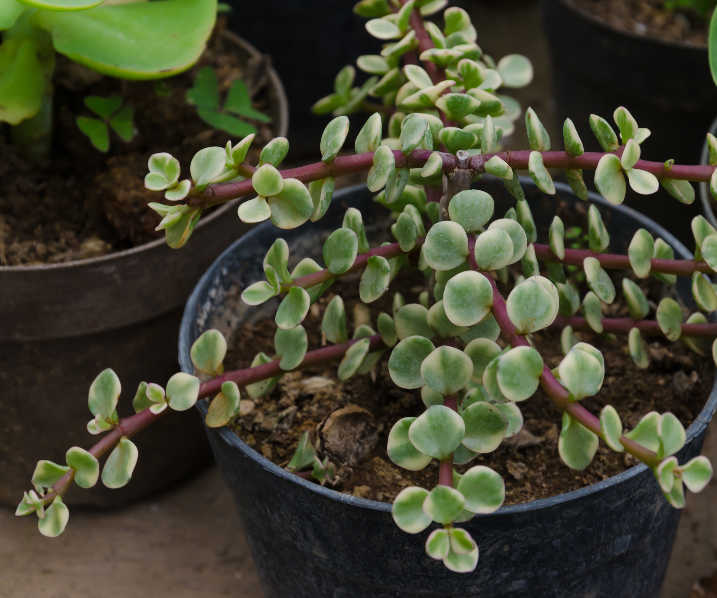 Spraglete elefantbusk (Portulacaria afra)