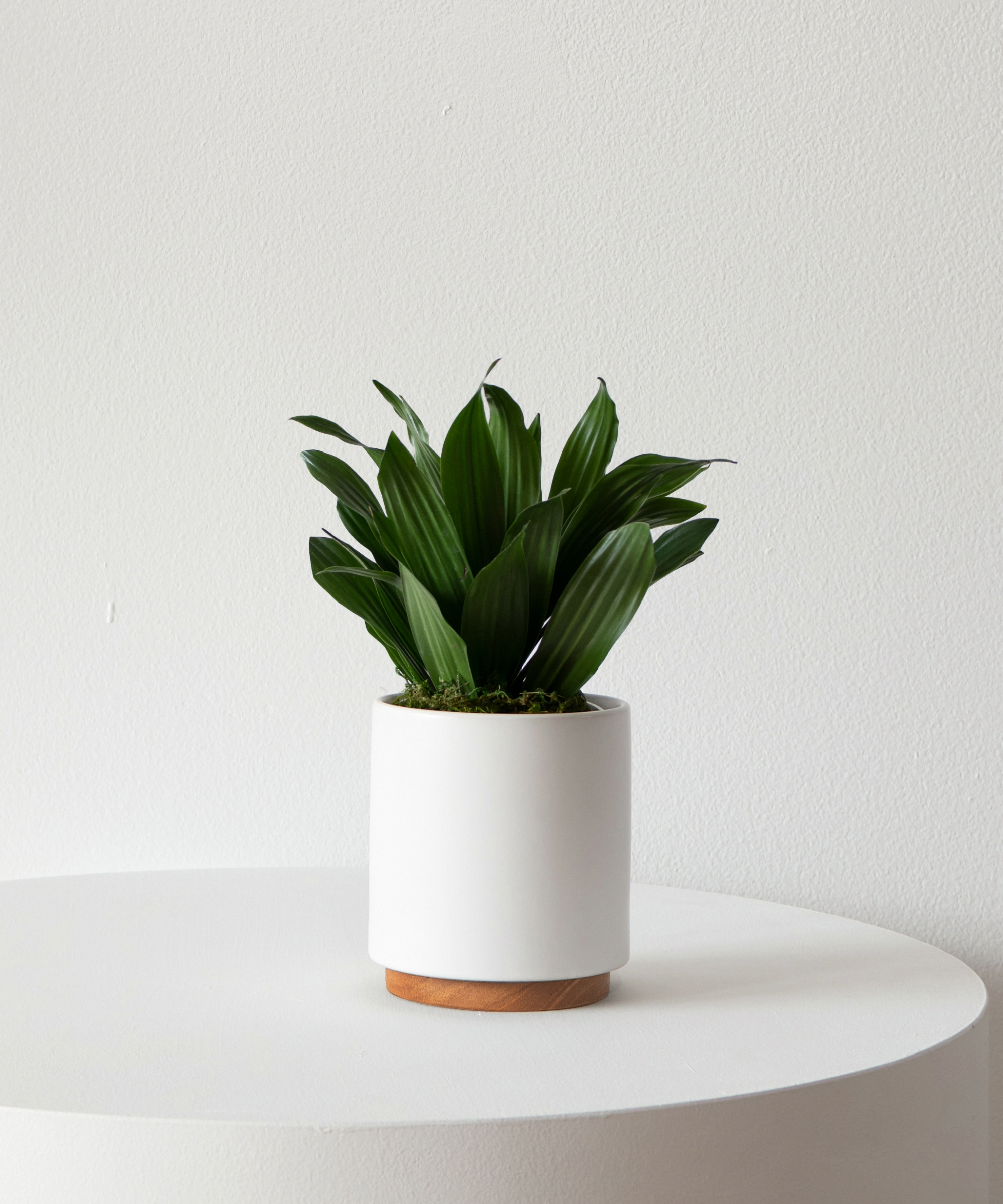 en dracaena compacta-plante i en hvit potte