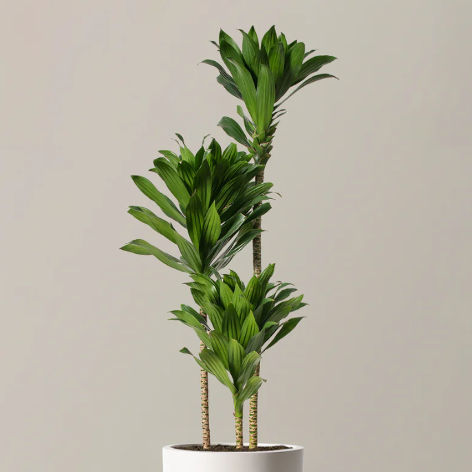 en stor Dracaena Compacta Cane plante i en hvit potte