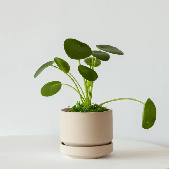 et PILEA PEPEROMIOIDES-anlegg