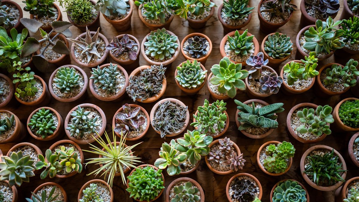 8 av de beste miniatyrplantene, perfekt for leiligheter, små rom og gaveutdeling