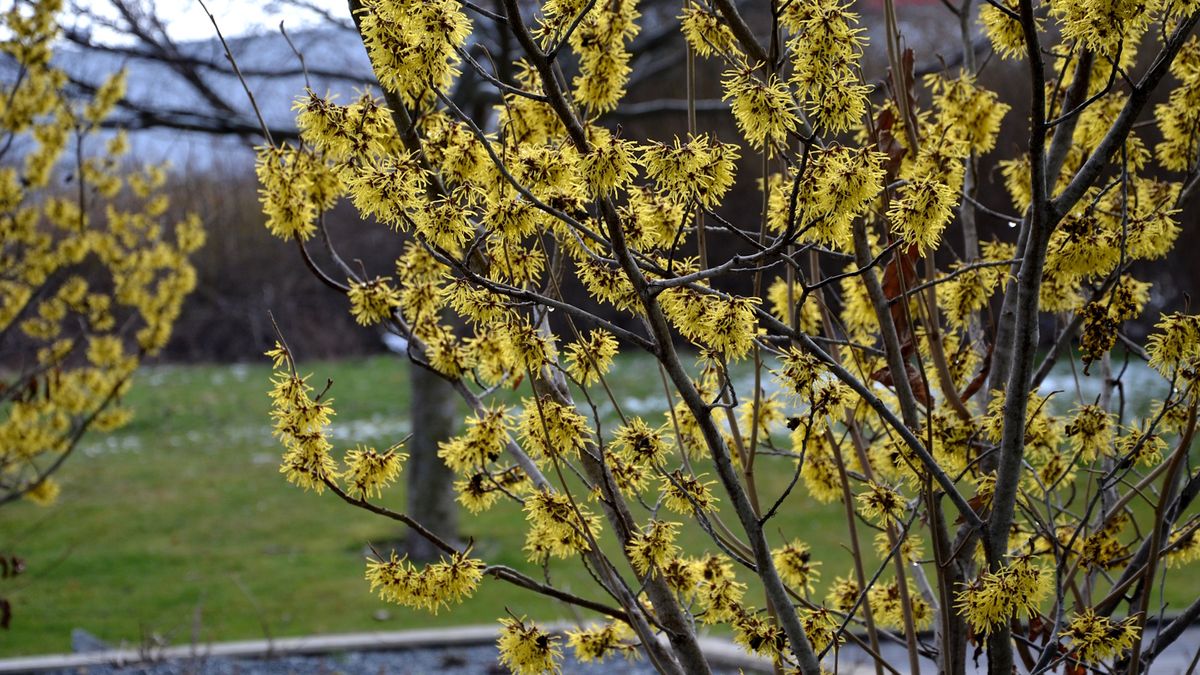 Hvordan dyrke trollhassel i potter – for langvarige aromatiske blomster i vintermånedene