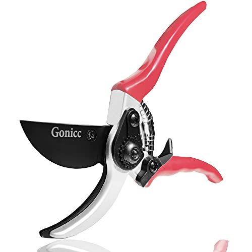 Gonic 8