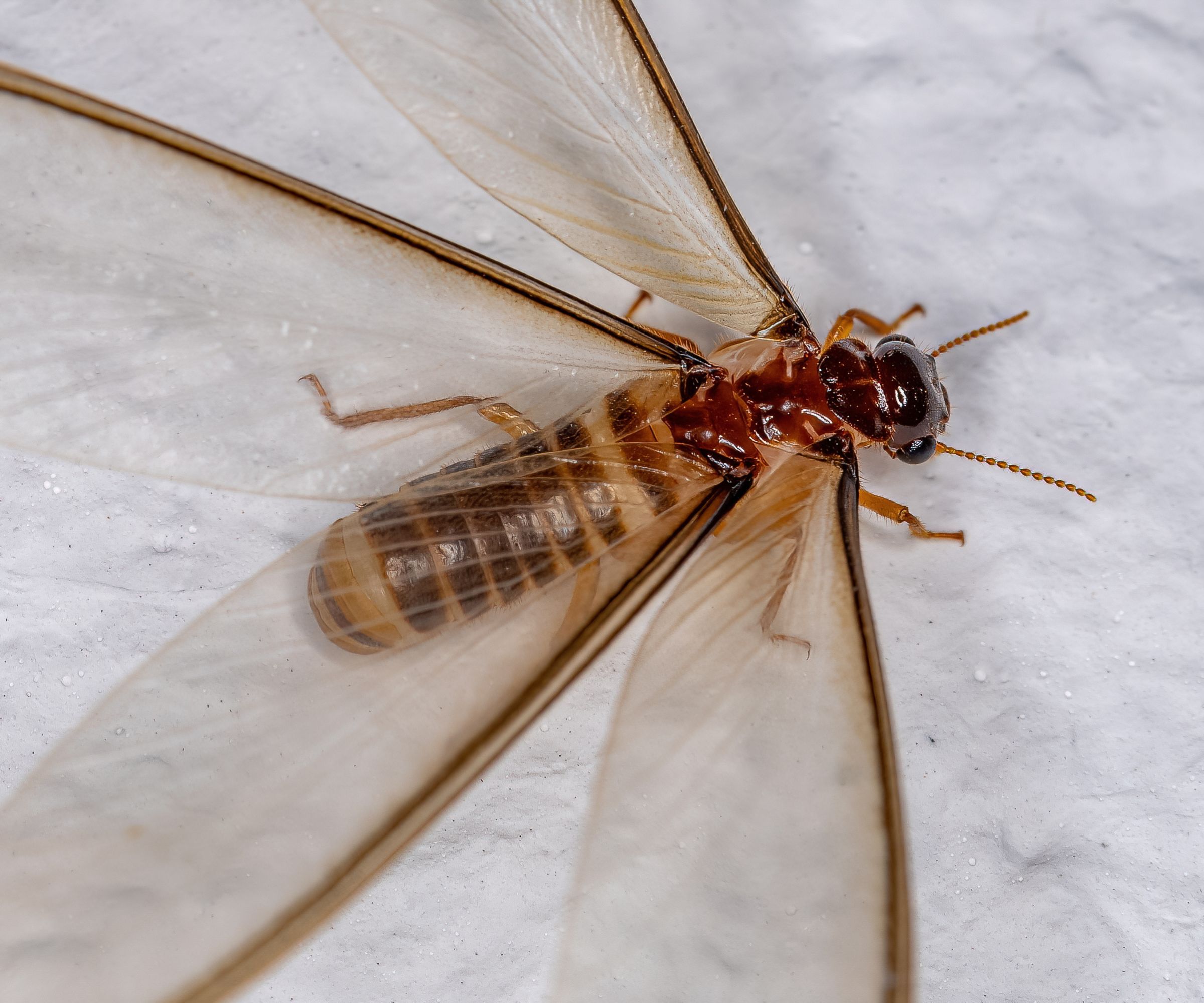 Flygende termitt