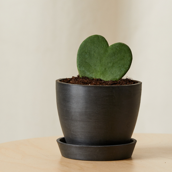 en hoya hjerteplante i en mørkebrun potte