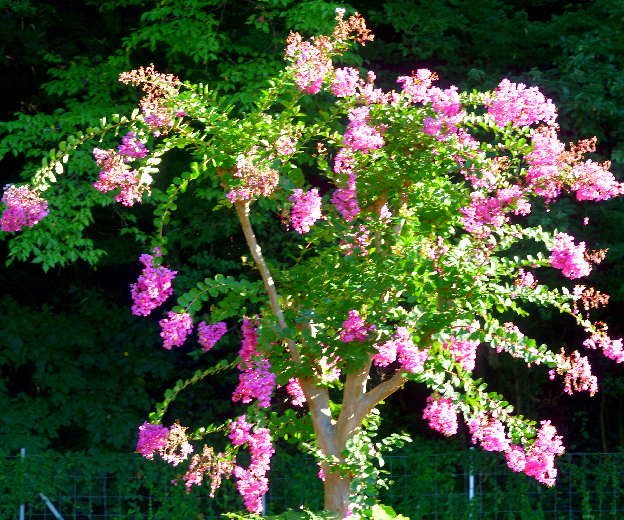 pen rosa crepe myrt tre