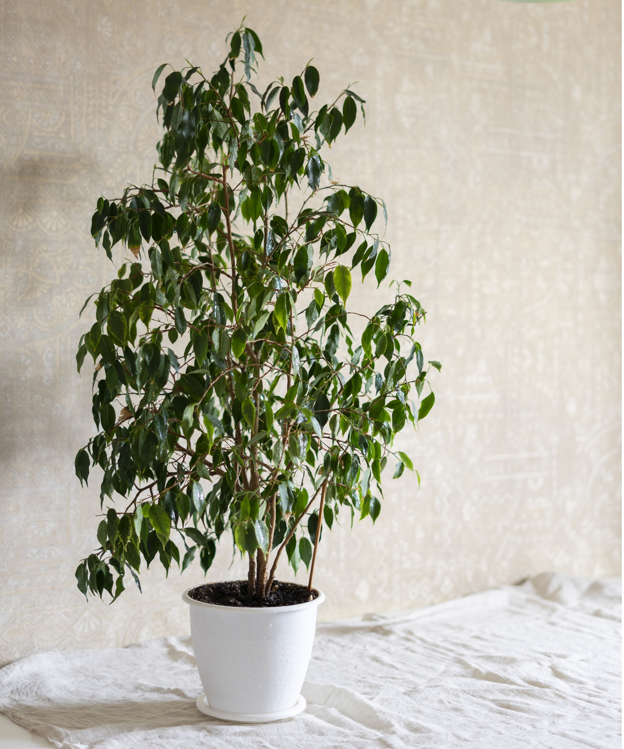 Gråtende fig