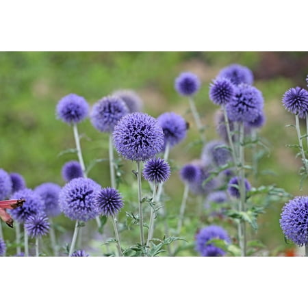 25 Blue Globe Thistle Echinops Ritro Southern Globethistle Pollinator Blomsterfrø