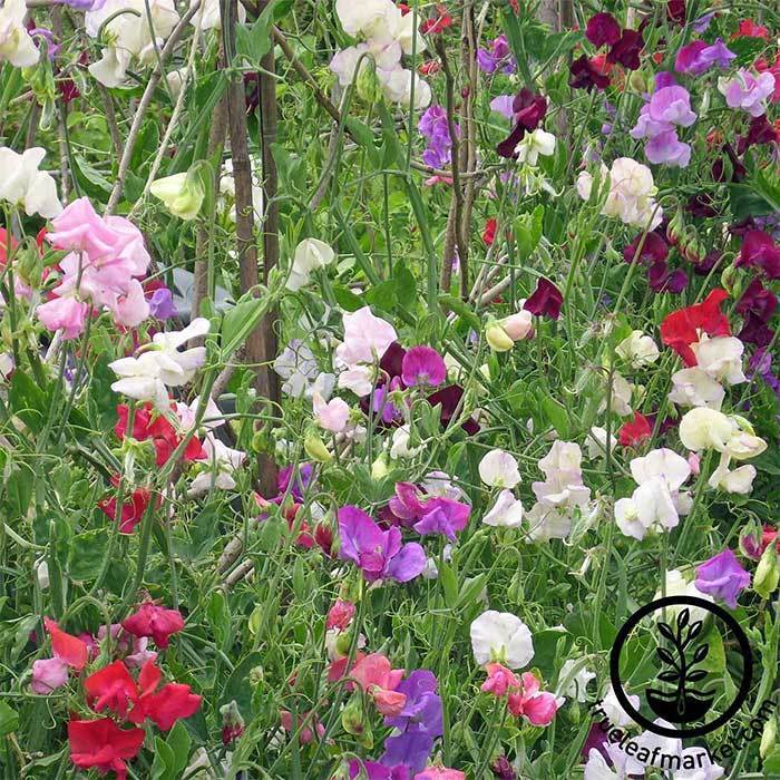 Sweet Pea Seeds - Knee High Blanding