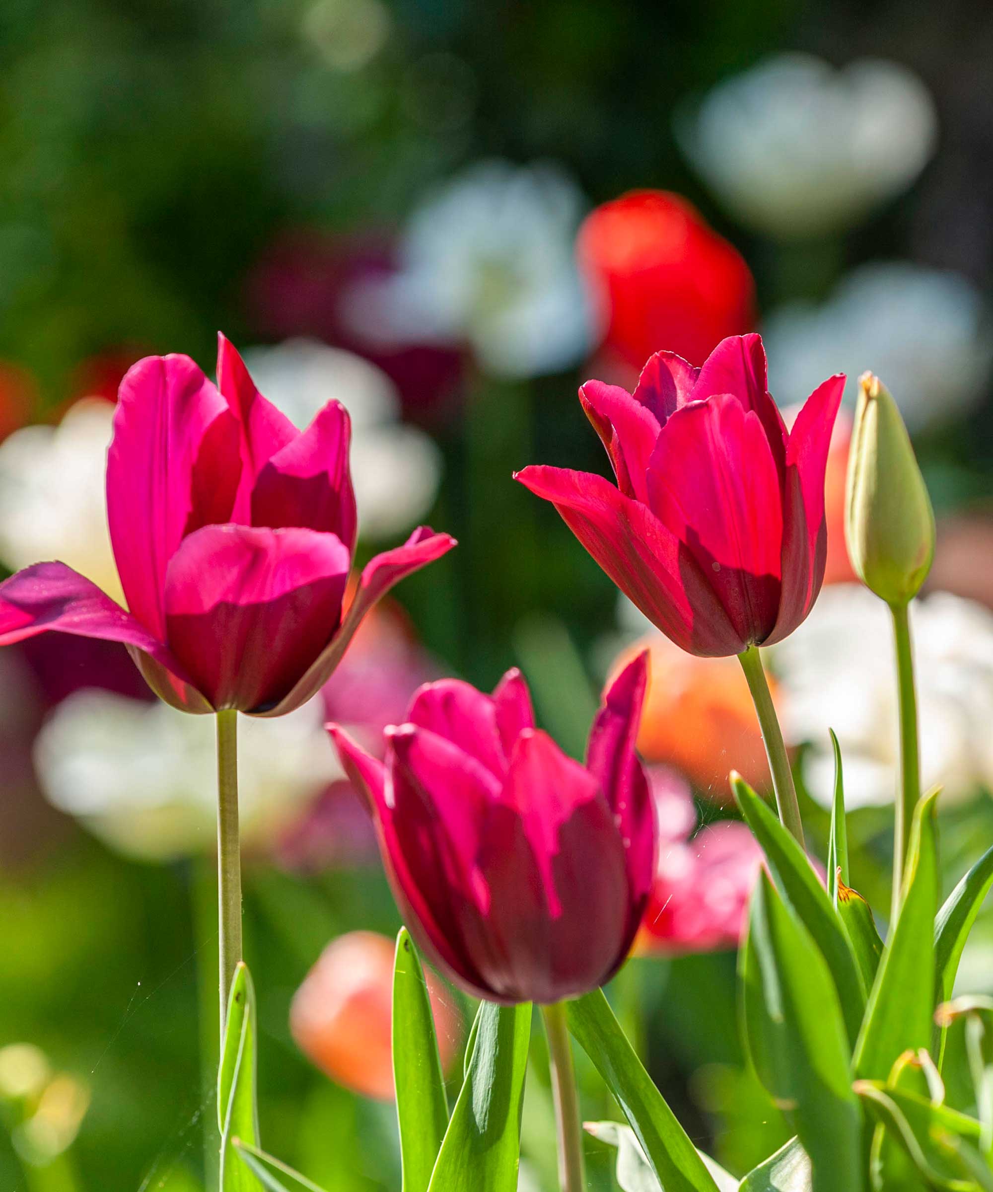 tulipaner som vokser i hagen