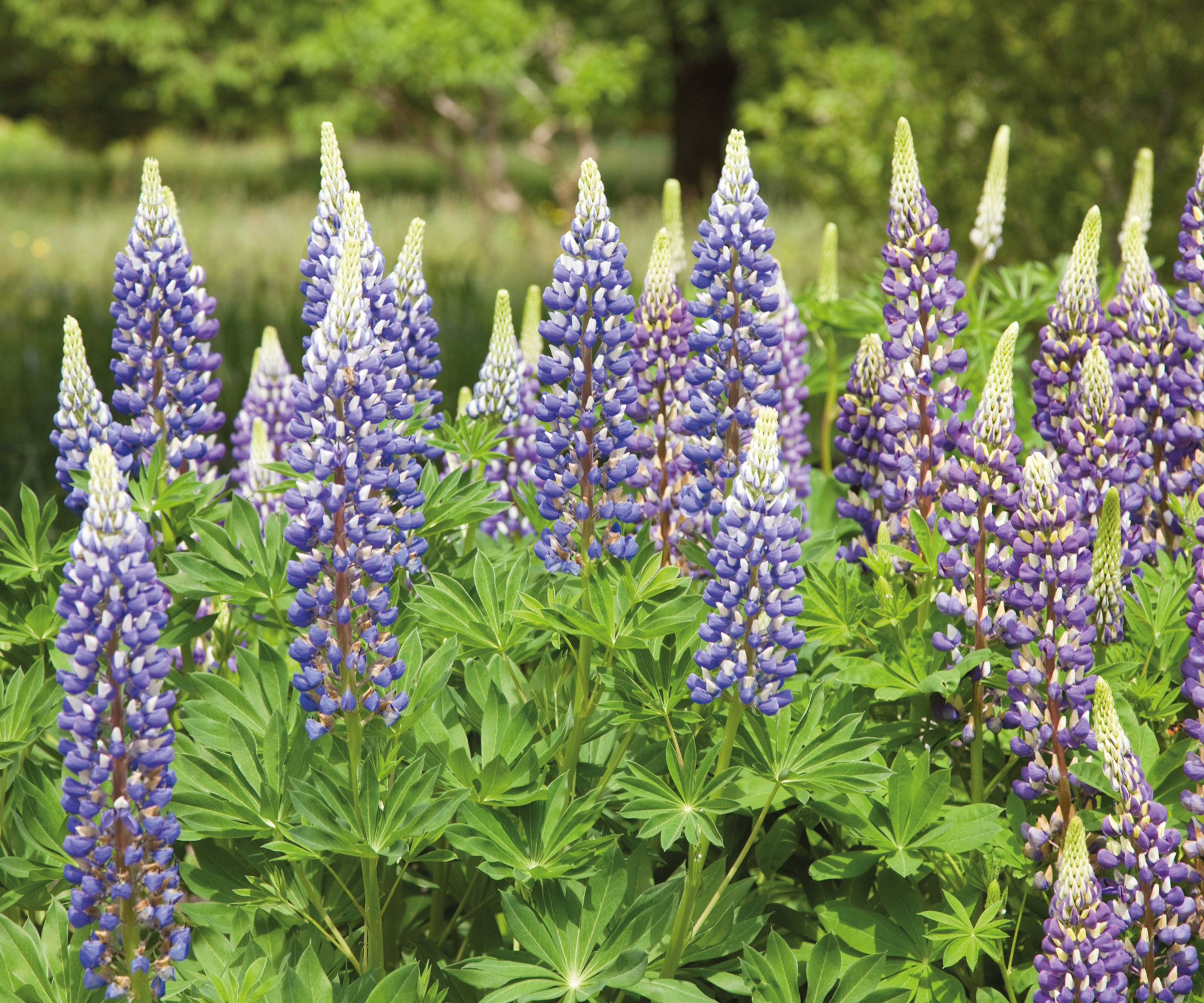Blå lupiner i blomsten