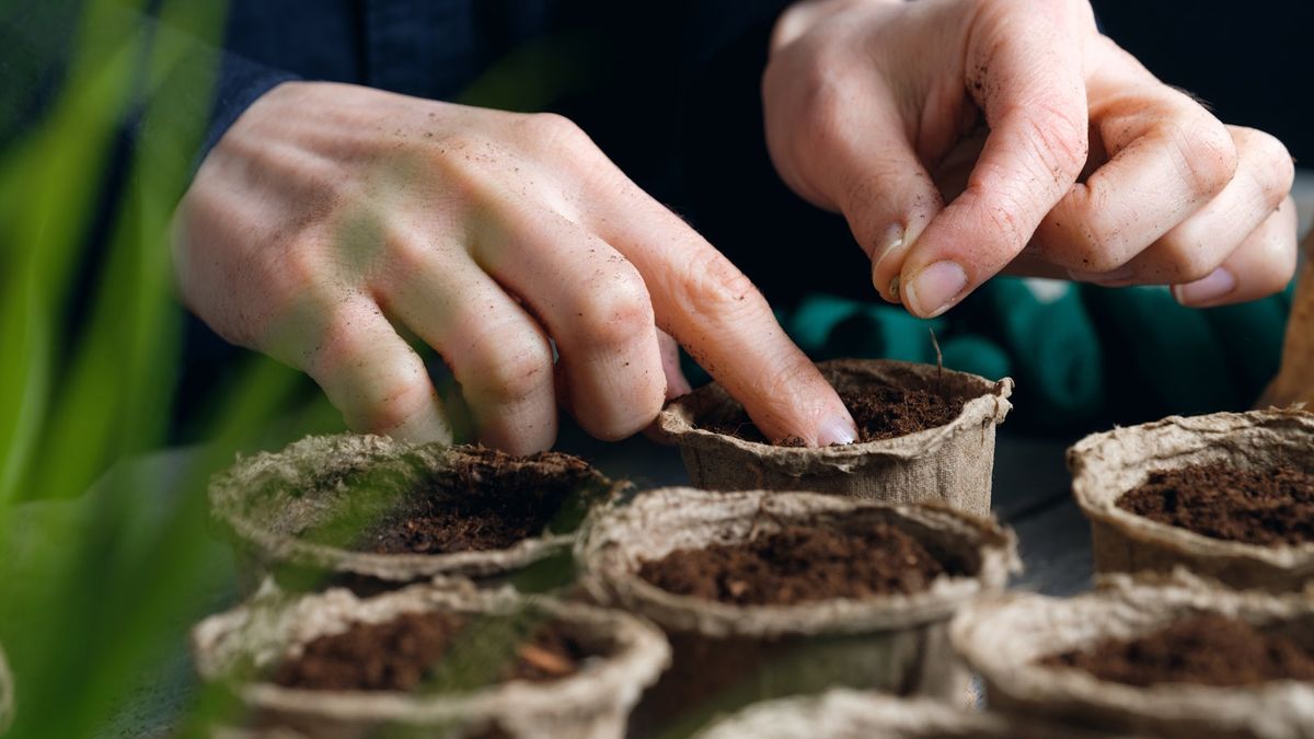 7 blomster å så i november – frø og løker å plante denne måneden for flotte utstillinger om våren og utover