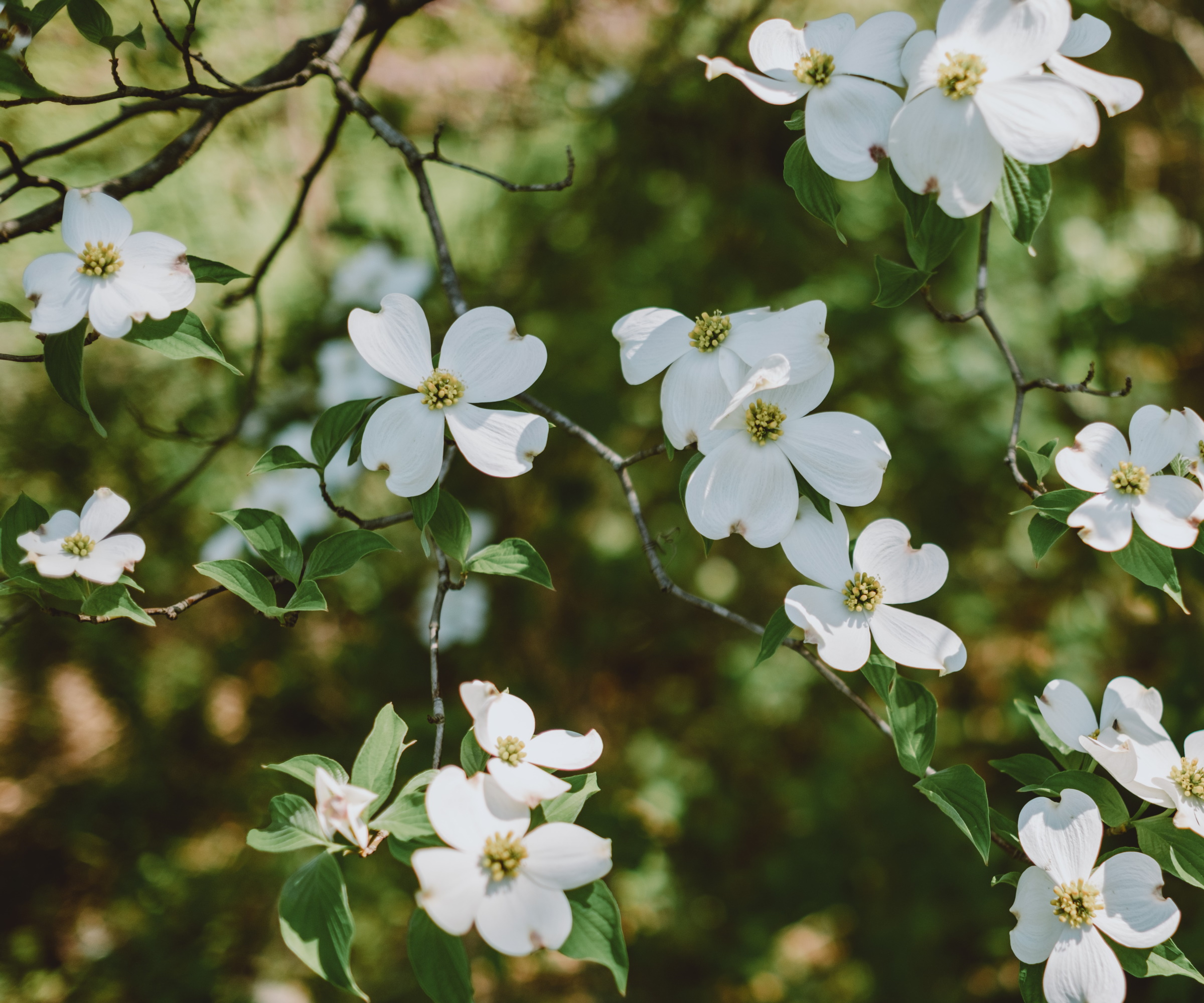 Hvite blomster som blomstrer på et innfødt korneltre