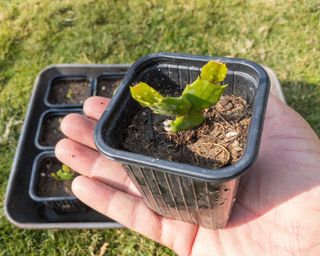 Thanksgiving kaktus unge planter i potter