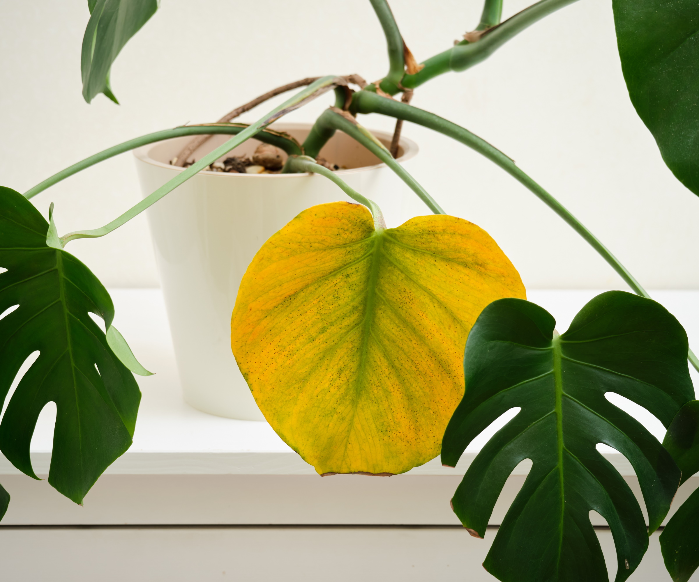 Gult monstera blad fra skadedyrskader