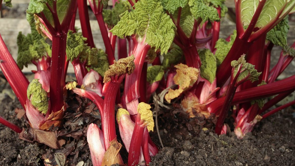 Når og hvordan dele rabarbraplanter – for støtende høsting av appetittvekkende stengler år etter år