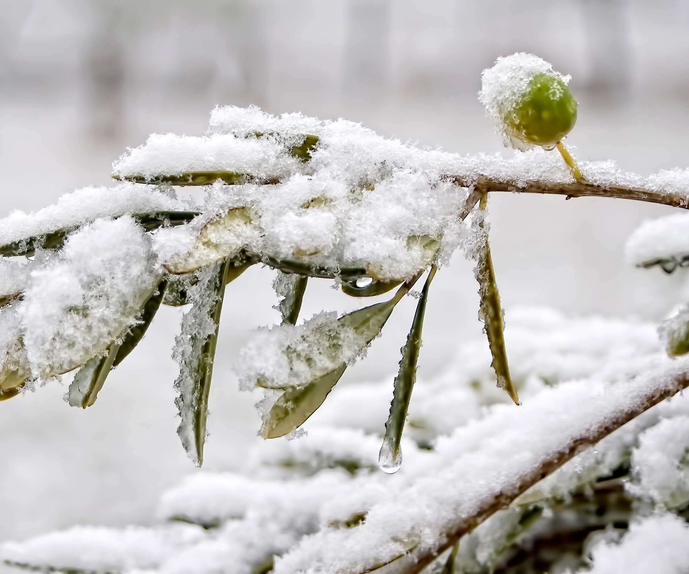 nærbilde av snø på olivengren
