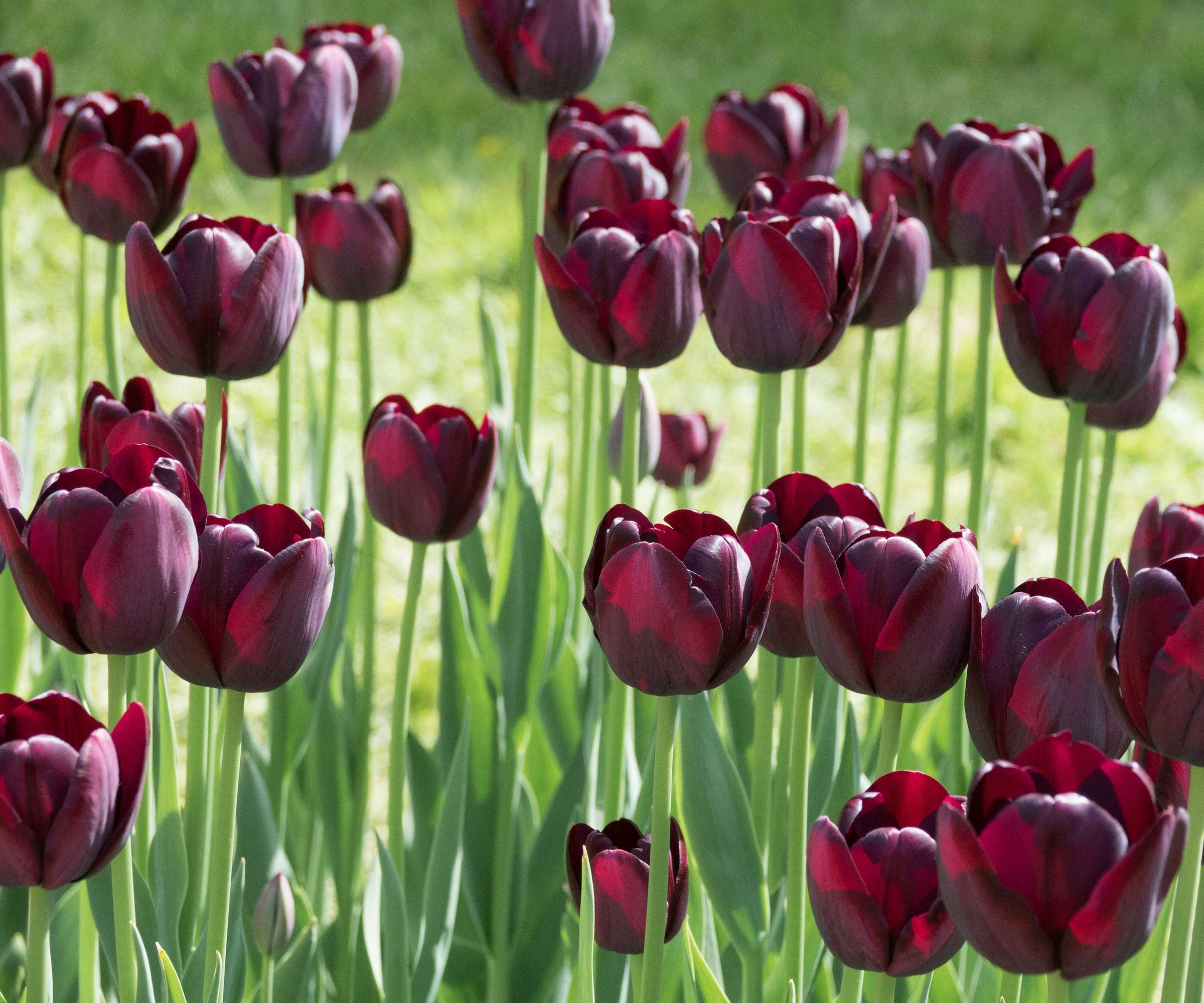 'Queen of Night' tulipaner i blomsten