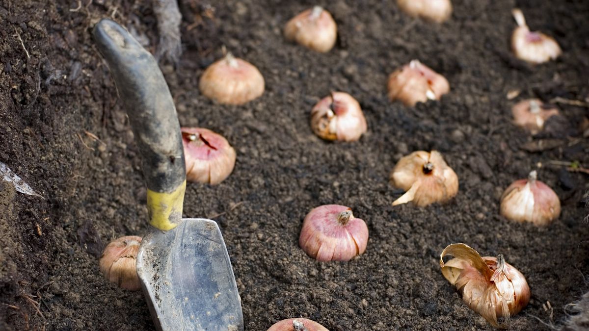 Kan du plante løker for dypt? Unngå denne vanlige feilen for å garantere strålende vårblomster