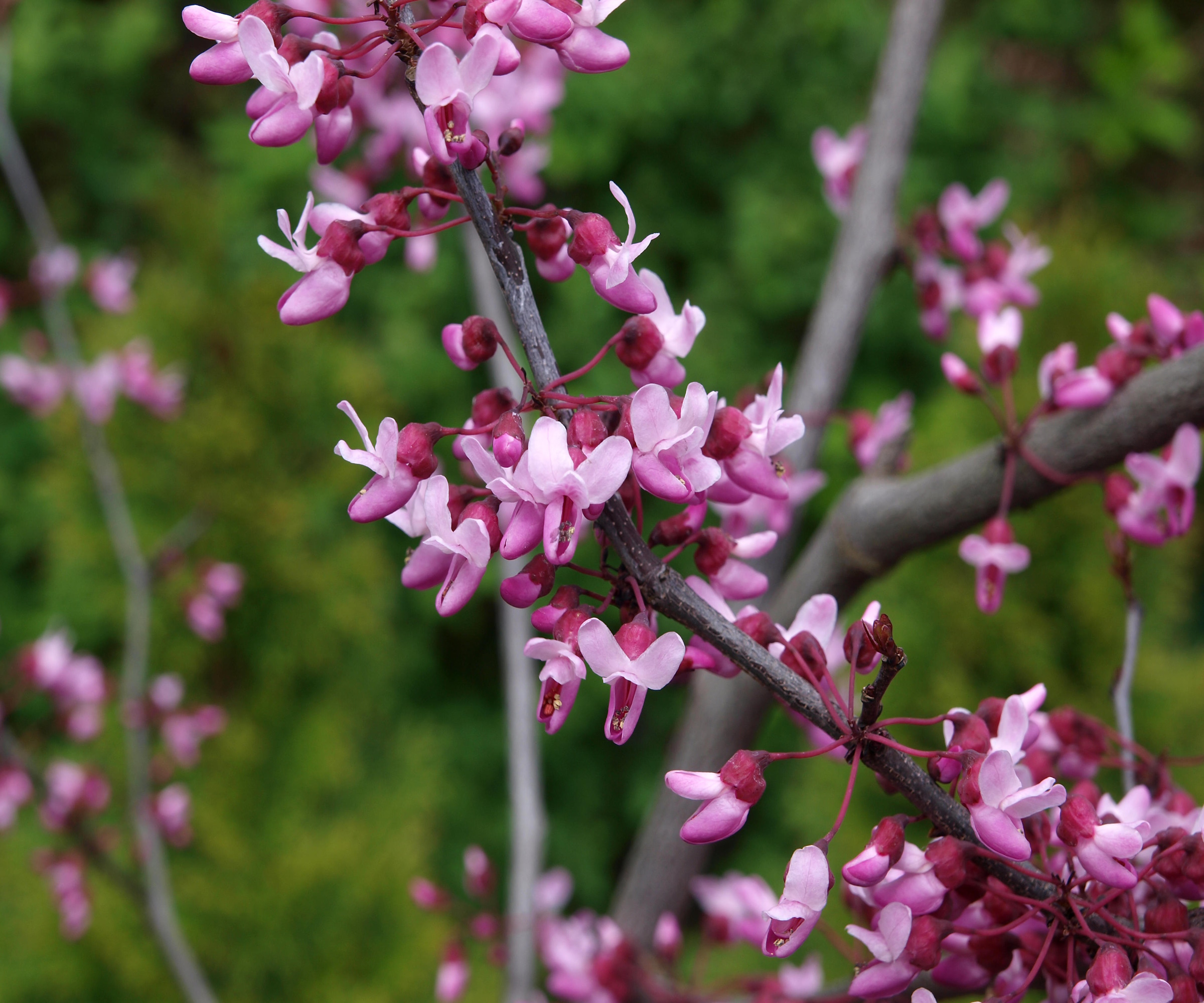 Redbud Blossom