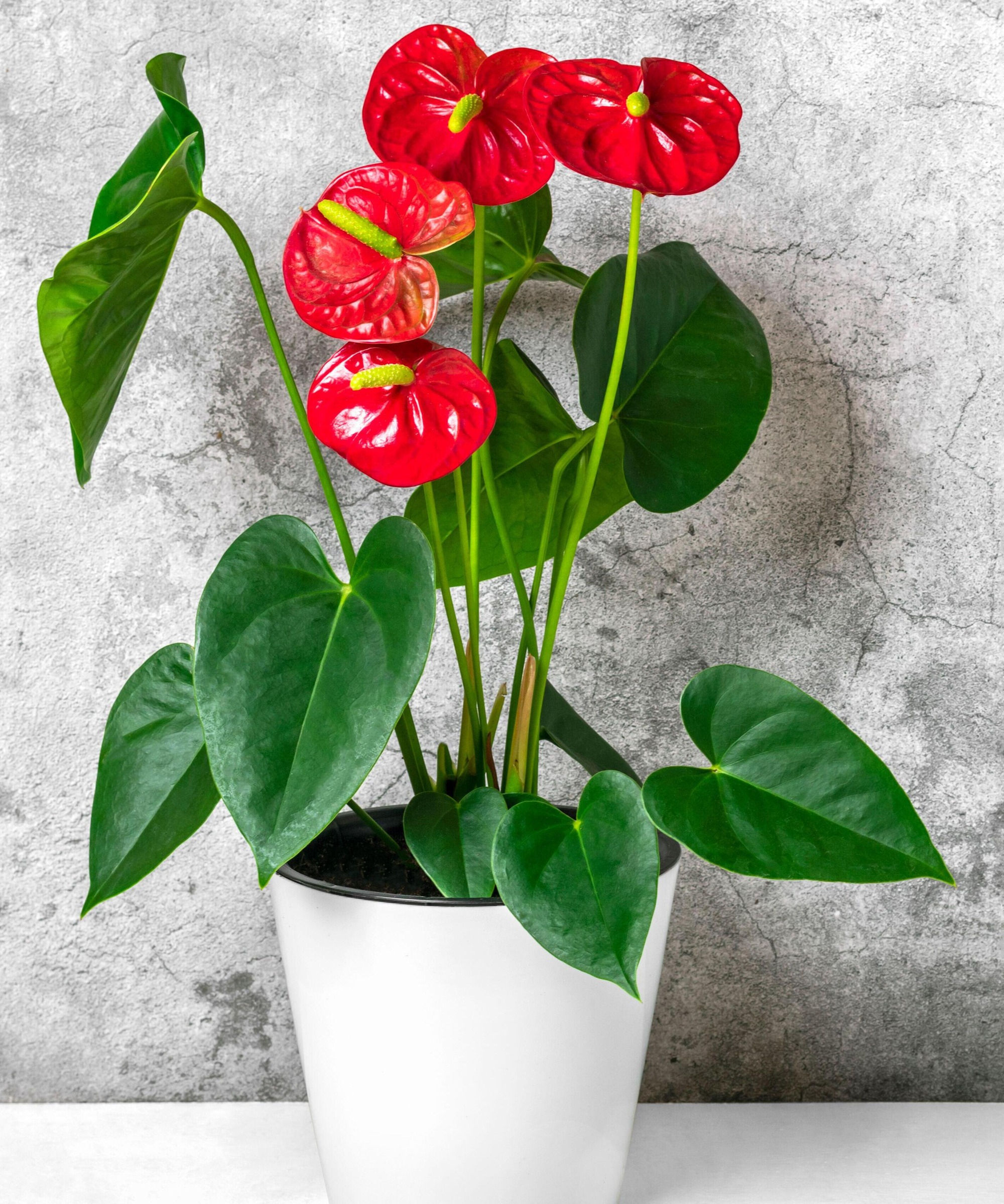 Rød anthurium -plante i en hvit gryte